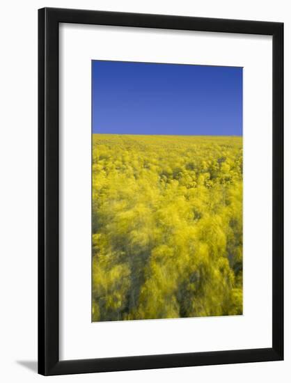 Rape Fields-David Clapp-Framed Photographic Print