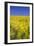 Rape Fields-David Clapp-Framed Photographic Print