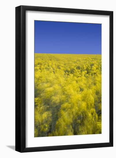 Rape Fields-David Clapp-Framed Photographic Print