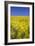 Rape Fields-David Clapp-Framed Photographic Print