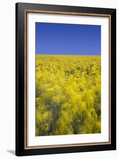 Rape Fields-David Clapp-Framed Photographic Print