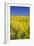 Rape Fields-David Clapp-Framed Photographic Print