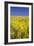 Rape Fields-David Clapp-Framed Photographic Print