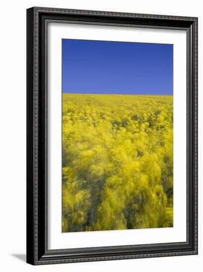 Rape Fields-David Clapp-Framed Photographic Print