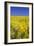 Rape Fields-David Clapp-Framed Photographic Print