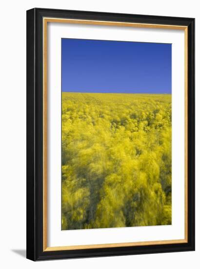 Rape Fields-David Clapp-Framed Photographic Print