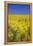 Rape Fields-David Clapp-Framed Premier Image Canvas