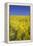 Rape Fields-David Clapp-Framed Premier Image Canvas