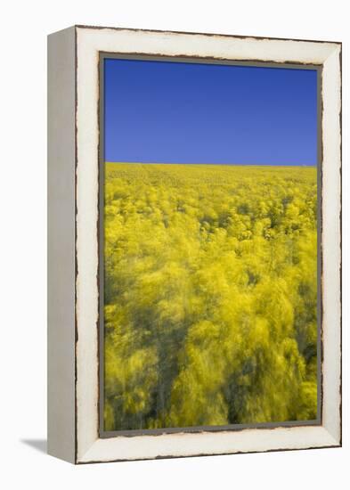 Rape Fields-David Clapp-Framed Premier Image Canvas