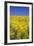 Rape Fields-David Clapp-Framed Photographic Print