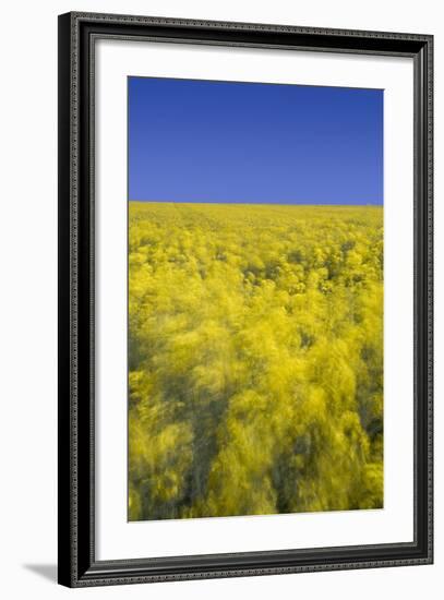 Rape Fields-David Clapp-Framed Photographic Print