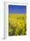 Rape Fields-David Clapp-Framed Photographic Print