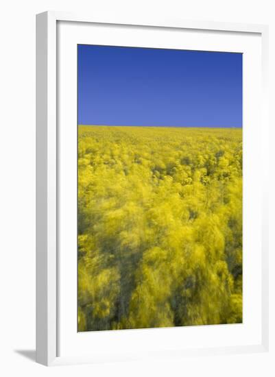 Rape Fields-David Clapp-Framed Photographic Print