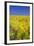 Rape Fields-David Clapp-Framed Photographic Print