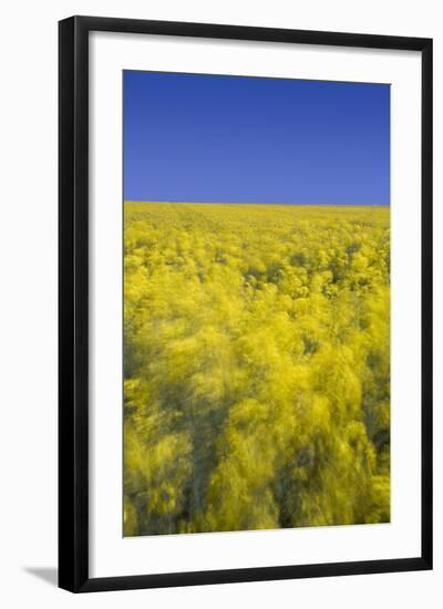 Rape Fields-David Clapp-Framed Photographic Print