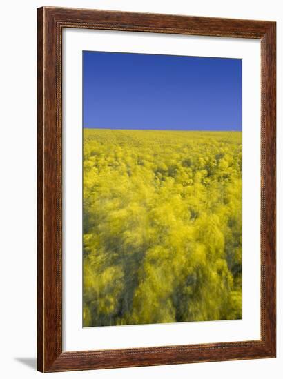 Rape Fields-David Clapp-Framed Photographic Print