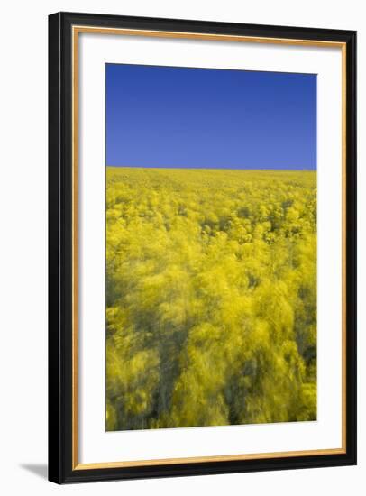 Rape Fields-David Clapp-Framed Photographic Print