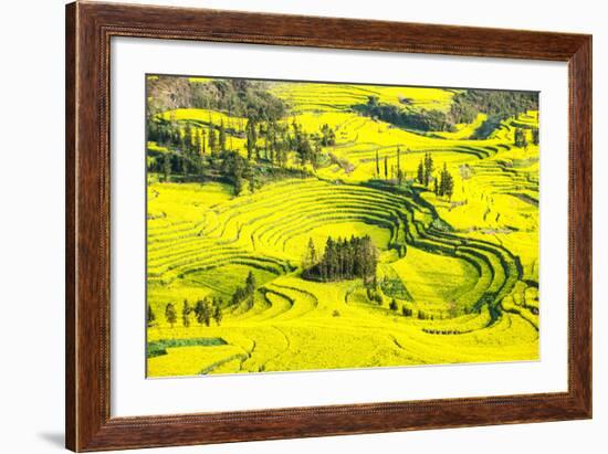 Rapeseed Farms in Niujie, Luoping-Nadia Isakova-Framed Photographic Print