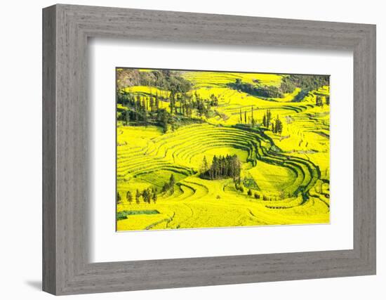 Rapeseed Farms in Niujie, Luoping-Nadia Isakova-Framed Photographic Print