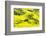 Rapeseed Farms in Niujie, Luoping-Nadia Isakova-Framed Photographic Print