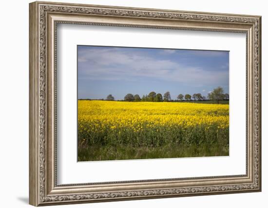 Rapeseed Field in Spring, Mecklenburg-Western Pomerania-Andrea Haase-Framed Photographic Print