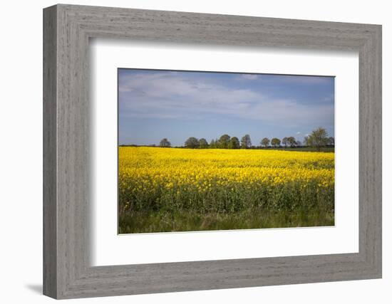 Rapeseed Field in Spring, Mecklenburg-Western Pomerania-Andrea Haase-Framed Photographic Print