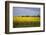 Rapeseed Field in Spring, Mecklenburg-Western Pomerania-Andrea Haase-Framed Photographic Print