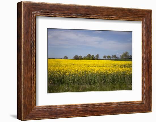 Rapeseed Field in Spring, Mecklenburg-Western Pomerania-Andrea Haase-Framed Photographic Print