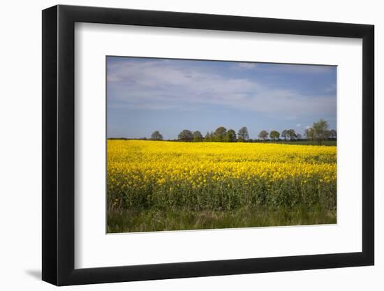 Rapeseed Field in Spring, Mecklenburg-Western Pomerania-Andrea Haase-Framed Photographic Print