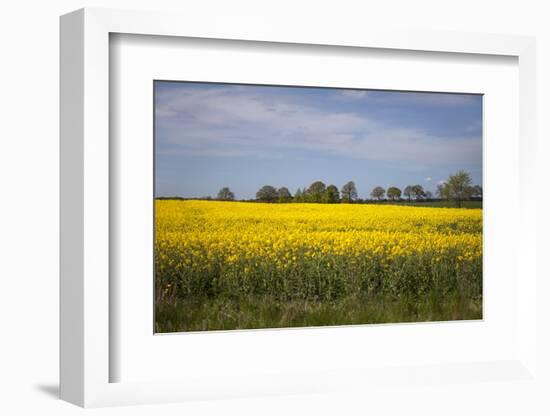 Rapeseed Field in Spring, Mecklenburg-Western Pomerania-Andrea Haase-Framed Photographic Print