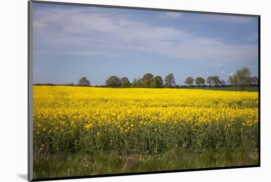 Rapeseed Field in Spring, Mecklenburg-Western Pomerania-Andrea Haase-Mounted Photographic Print