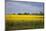 Rapeseed Field in Spring, Mecklenburg-Western Pomerania-Andrea Haase-Mounted Photographic Print