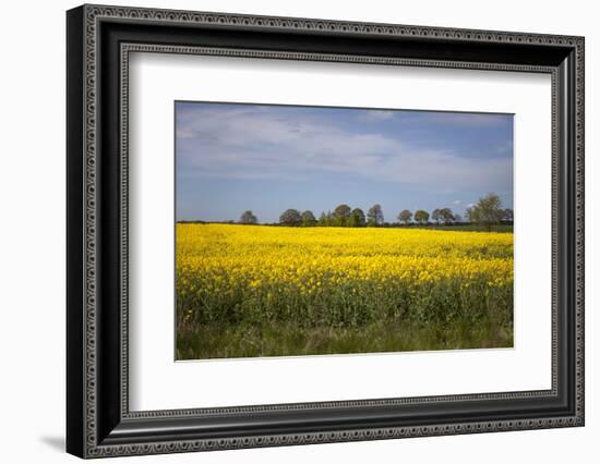 Rapeseed Field in Spring, Mecklenburg-Western Pomerania-Andrea Haase-Framed Photographic Print