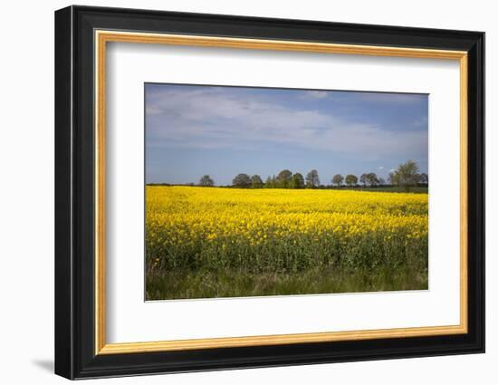 Rapeseed Field in Spring, Mecklenburg-Western Pomerania-Andrea Haase-Framed Photographic Print