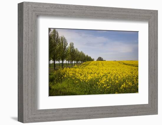 Rapeseed Field in Spring, Mecklenburg-Western Pomerania-Andrea Haase-Framed Photographic Print