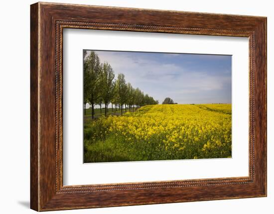 Rapeseed Field in Spring, Mecklenburg-Western Pomerania-Andrea Haase-Framed Photographic Print