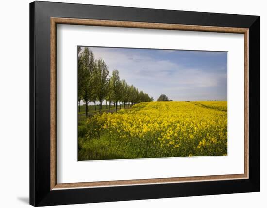 Rapeseed Field in Spring, Mecklenburg-Western Pomerania-Andrea Haase-Framed Photographic Print