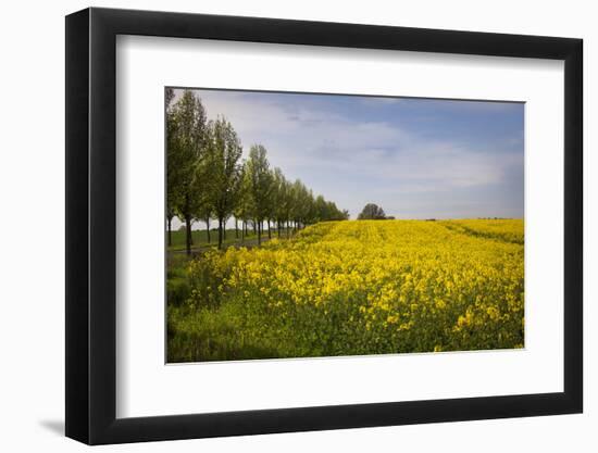 Rapeseed Field in Spring, Mecklenburg-Western Pomerania-Andrea Haase-Framed Photographic Print