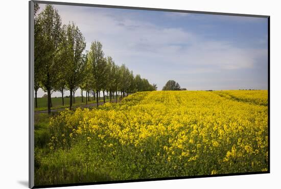 Rapeseed Field in Spring, Mecklenburg-Western Pomerania-Andrea Haase-Mounted Photographic Print
