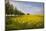 Rapeseed Field in Spring, Mecklenburg-Western Pomerania-Andrea Haase-Mounted Photographic Print
