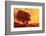 Rapeseed Field, Way, Trees Agriculture, Field Landscape, Field-Ronald Wittek-Framed Photographic Print