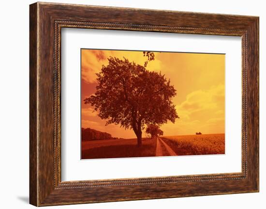 Rapeseed Field, Way, Trees Agriculture, Field Landscape, Field-Ronald Wittek-Framed Photographic Print