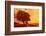 Rapeseed Field, Way, Trees Agriculture, Field Landscape, Field-Ronald Wittek-Framed Photographic Print