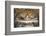 Raphael's Rooms, Disputation of the Holy Sacrament, Vatican Museum, Rome, Lazio-Godong-Framed Photographic Print