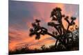 Photographic Print