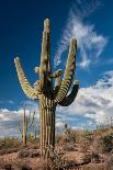 Saguaro and Four Peaks-raphoto-Photographic Print