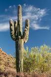 Saguaro Cactus Await Monsoon-raphoto-Photographic Print