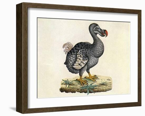 Raphus cucullatus, Extinct Dodo Bird-Science Source-Framed Giclee Print