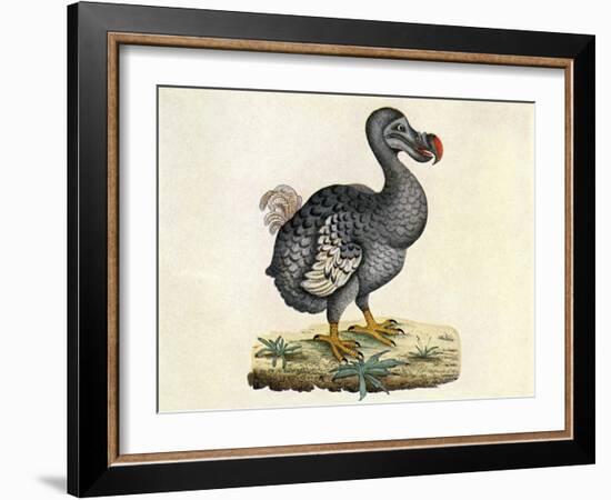 Raphus cucullatus, Extinct Dodo Bird-Science Source-Framed Giclee Print