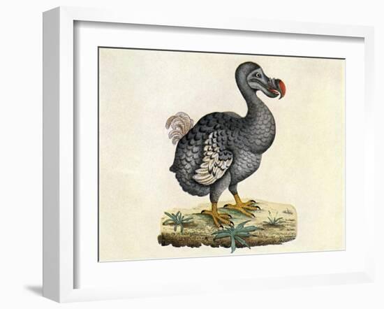 Raphus cucullatus, Extinct Dodo Bird-Science Source-Framed Giclee Print